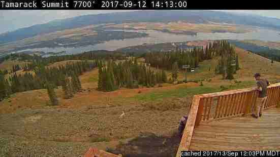 Tamarack